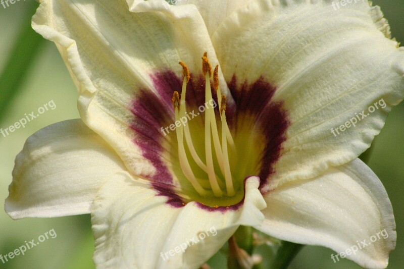 Lily Daylily Cream Flower Blooms