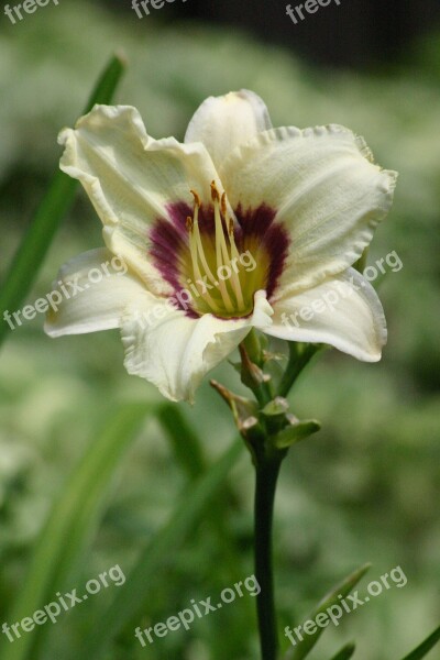 Lily Daylily Cream Flower Blooms