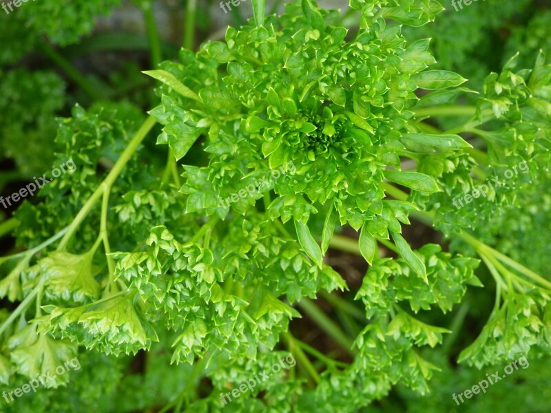 Parsley Green Herb Free Photos