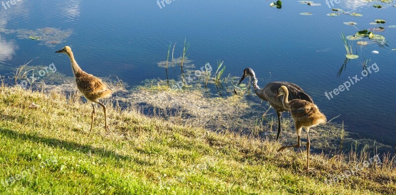 Sand Hill Cranes Baby Parents Nature Water