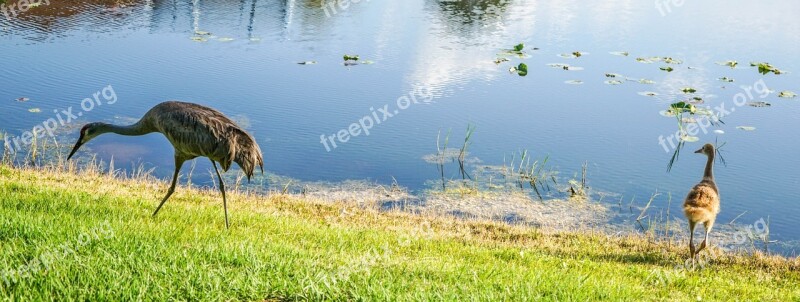 Sand Hill Cranes Baby Parents Nature Water