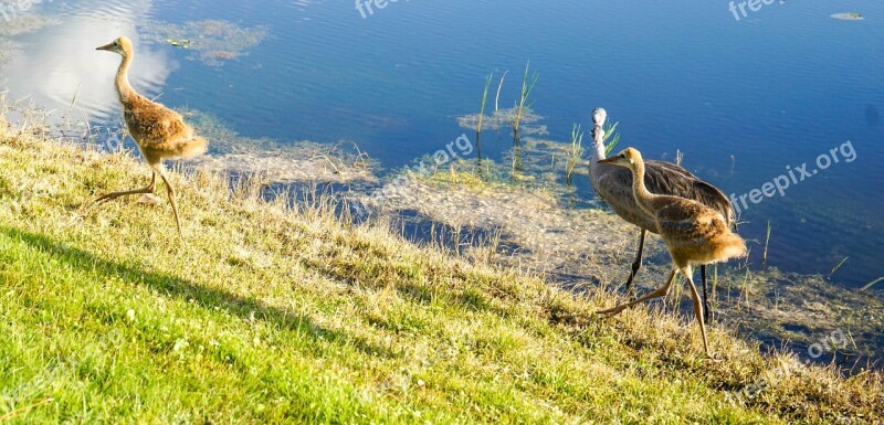 Sand Hill Cranes Baby Brown Fuzzy Nature