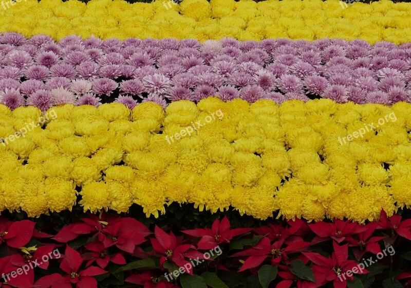 Flowers Plant Deco Chrysanthemums Yellow