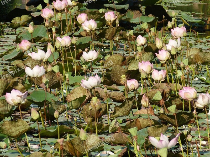 Lotus Vietnam Asia Water Lily Tropical