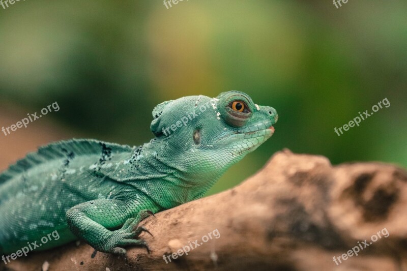 Reptile Lizard Animals Animal Nature