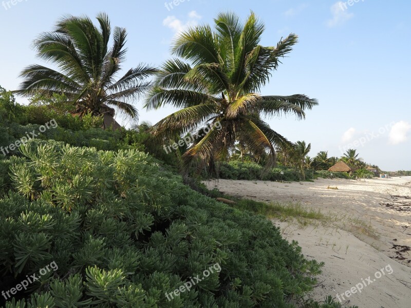 Yucatan Palms Beaches Free Photos