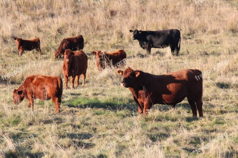 Cows Bull Hage Free Photos