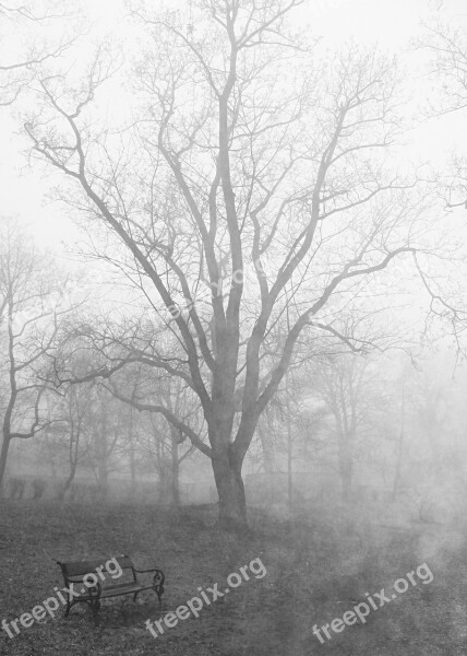 Fog Tree Autumn Morning Soon