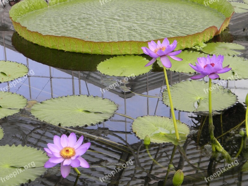 Waterlily Pink Lotus Water Blossom