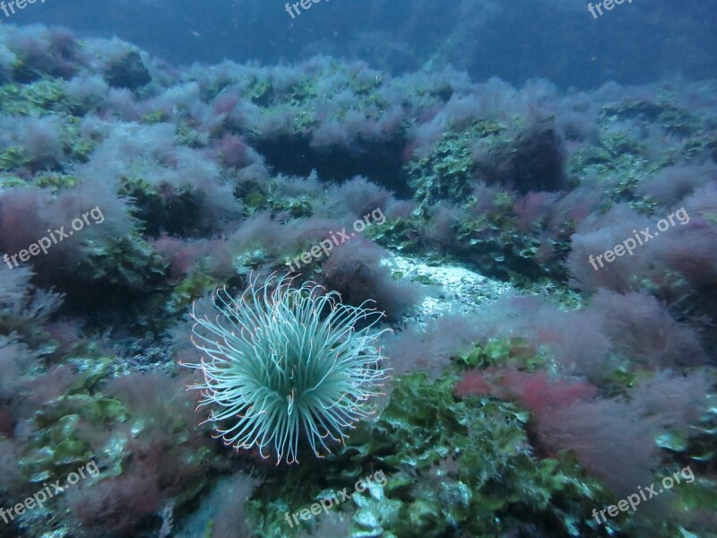 Underwater Bright Cylinder Rose Water Meeresbewohner