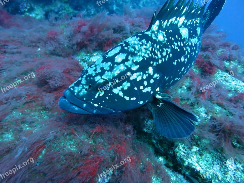 Grouper Fish Underwater Water Diving