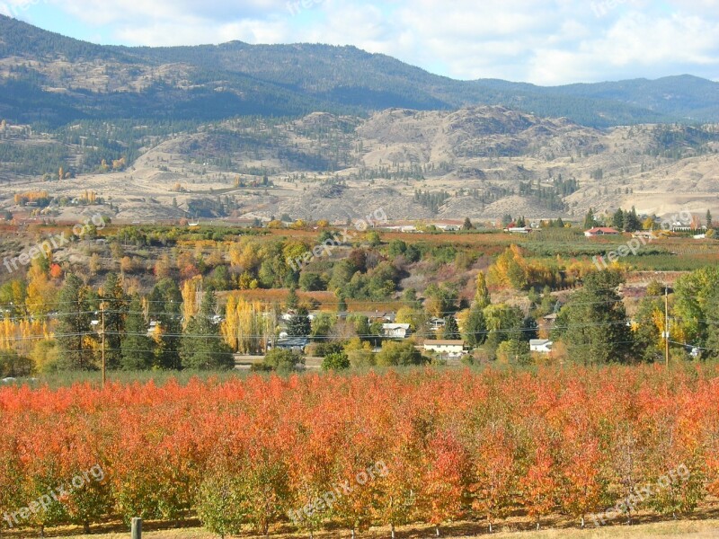 Okanagan Vineyards Canada Free Photos