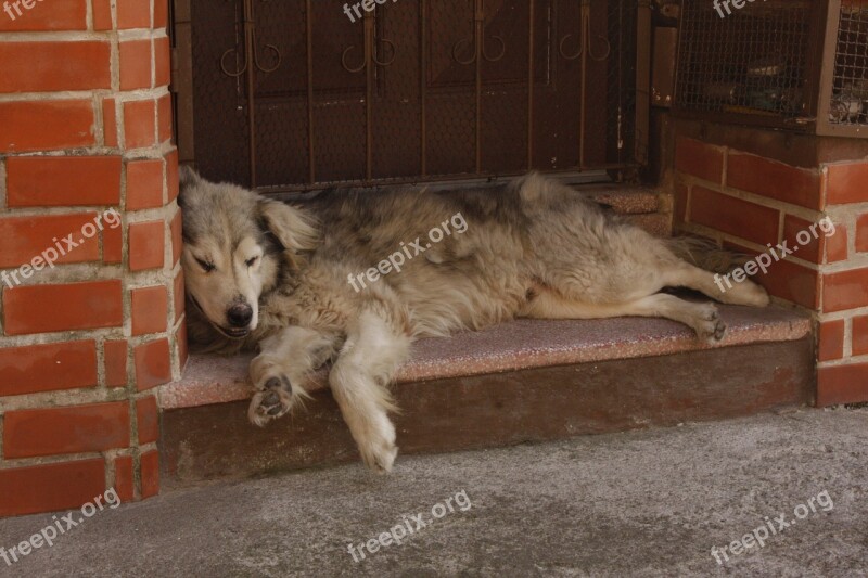 Dog Lying Laziness Dog Lying Tiredness