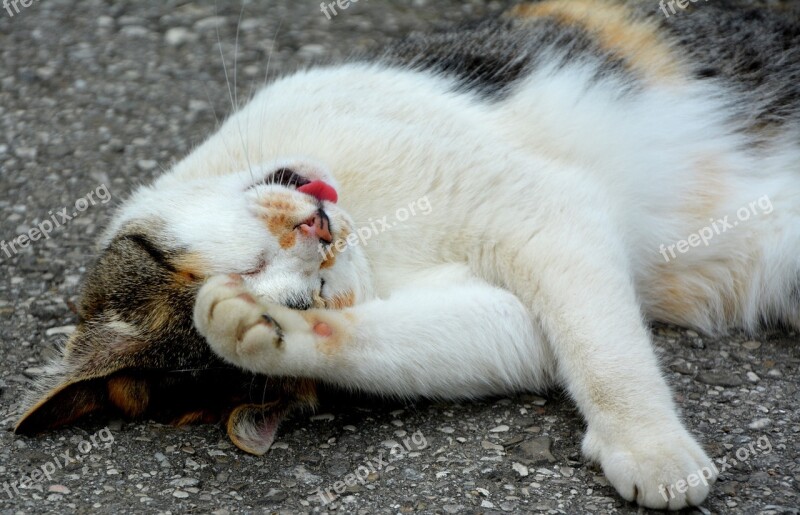 Cat Tongue Domestic Cat Cute Cat Tongue