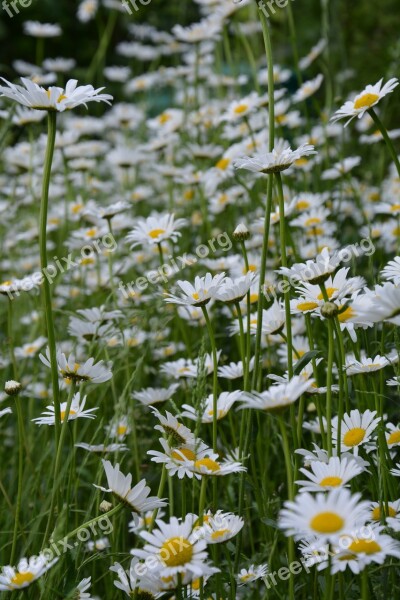 Marguerite Flower Meadow White Flowers Plant