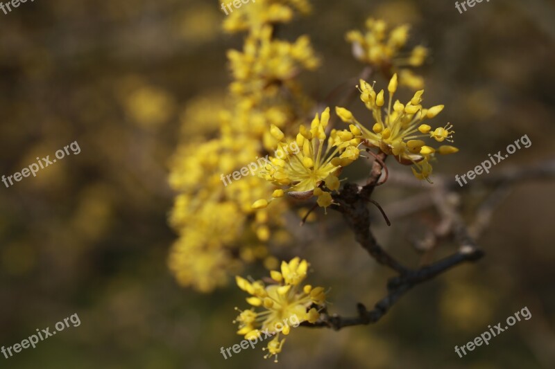 Cornus Flowers Nature Plants Yellow