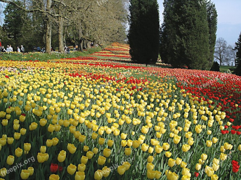 Mainau Island Tulpenbluete Lake Constance Bright Colours Colorful