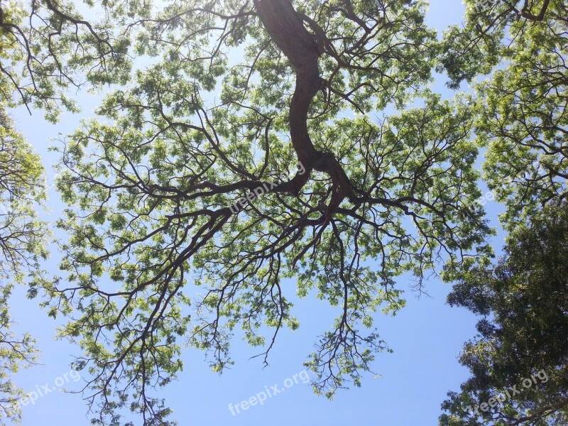 Tree Nature Sky Green Environment