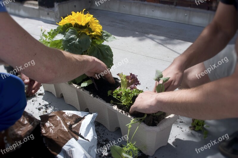 Balcony Box Flower Box Flowerpot Flowers Crate Plant