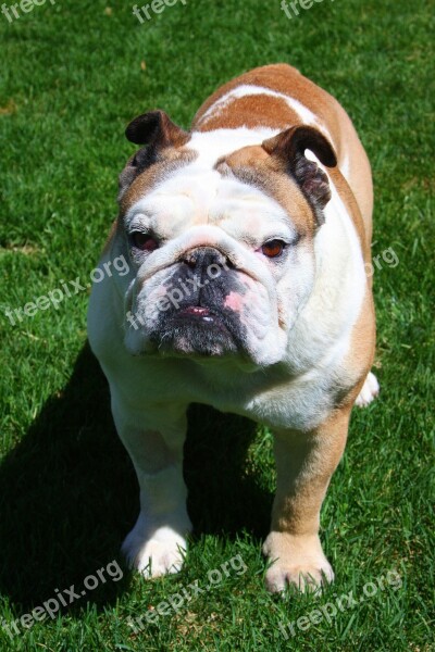 Bulldog Bull Dog Happy English Dog