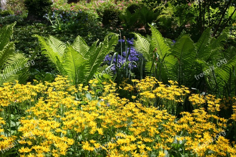 Summer Garden Hosta Yellow Flowers Free Photos