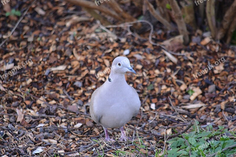 Bird Dove Animals Ornithology Animal