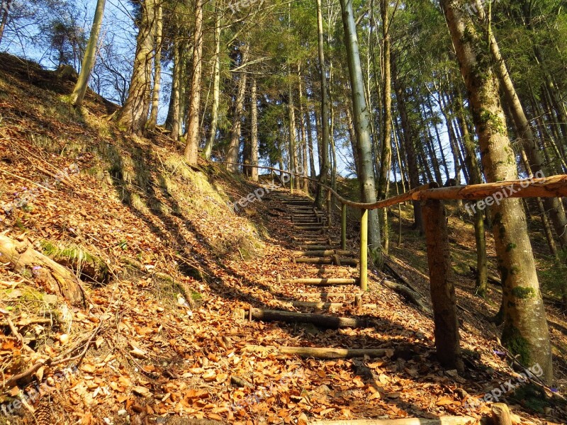 Forest Path Forest Leaves Spring Sunny