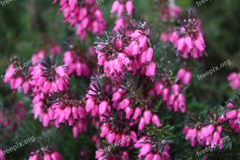 Heather Autumn Flower Seasonal Spring