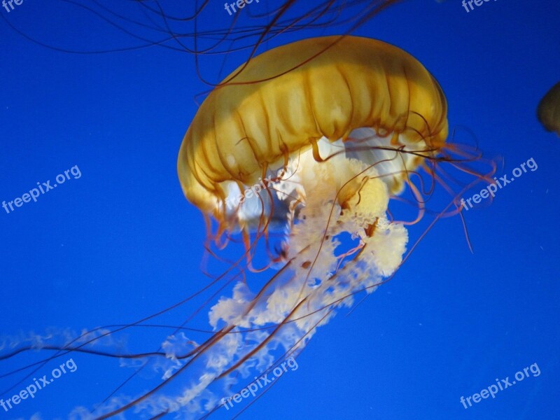 Jelly Fish Water Jellyfish Aquarium Creature