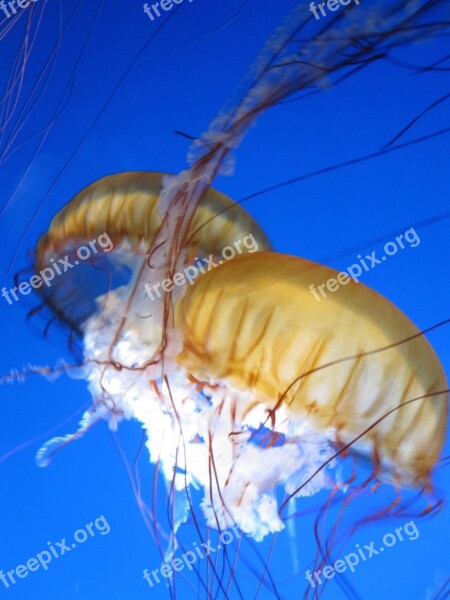 Jelly Fish Water Jellyfish Aquarium Creature