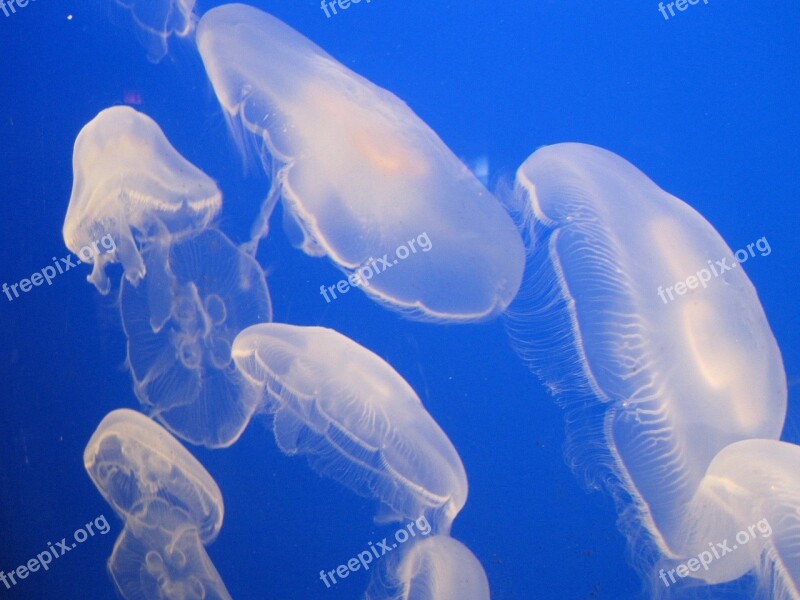 Jelly Fish Water Jellyfish Aquarium Creature