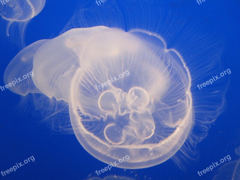 Jelly Fish Water Jellyfish Aquarium Creature