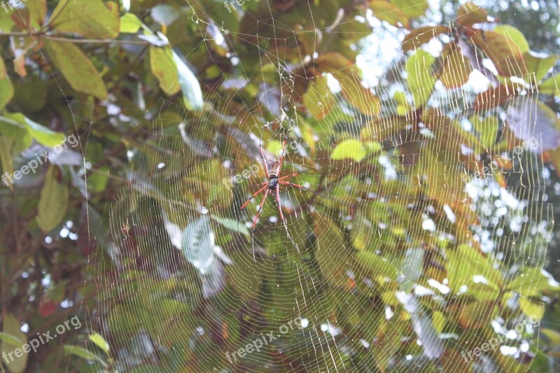 Spider Asia Cobweb Free Photos