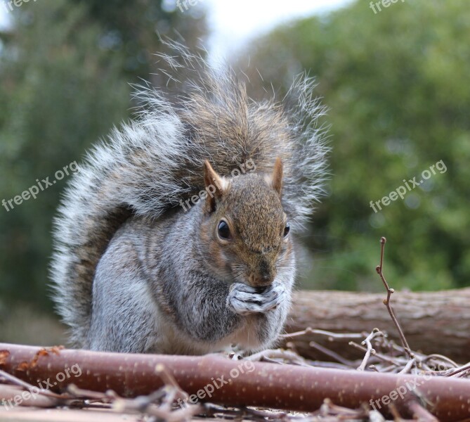 Squirrel Grey Squirrel Feeding Sitting Animal