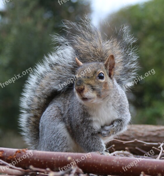 Squirrel Grey Squirrel Feeding Sitting Animal