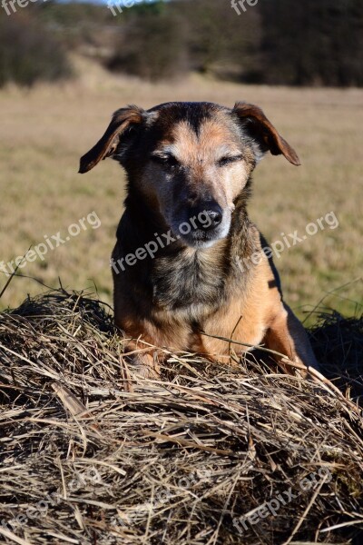 Old Dog Eventide Dackelmix Rest Pause Free Photos