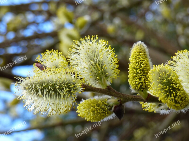 Flower Willow Spring Nature Free Photos