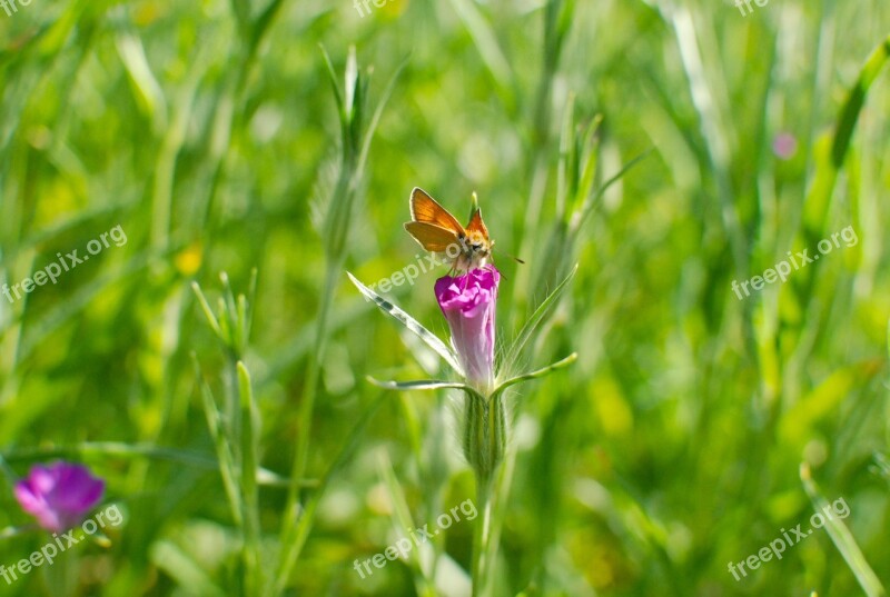 Summer Meadow Spring Meadow Butterfly Free Photos