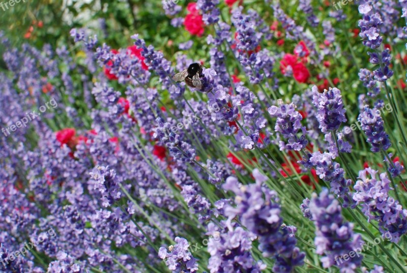 Spring Flower Flower Meadow Lavender Bee Purple