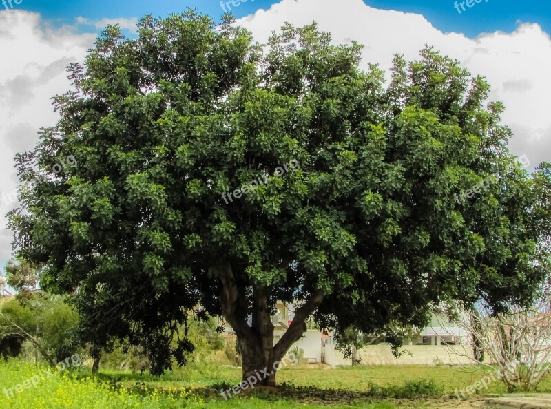 Tree Field Meadow Green Cyprus