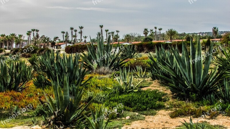 Cyprus Kermia Aloe Vera Cactus Flora