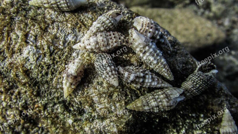 Shells Sea Nature Wildlife Beach