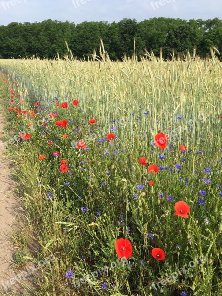 Summer Sun Field Poppies Flowering Plant