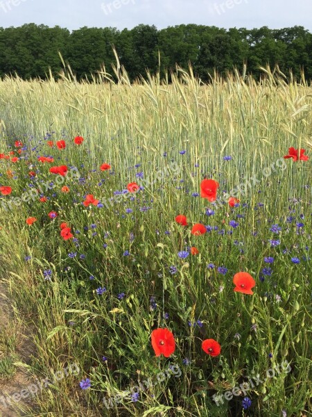 Summer Sun Field Poppies Flowering Plant