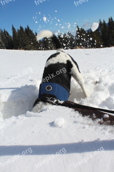 Wintry Snow Dog Hiking Cold