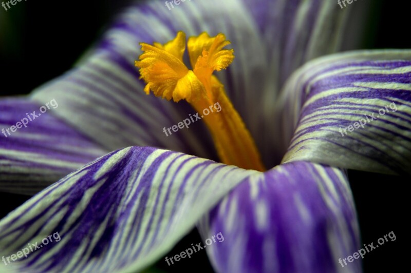 Krokus Flower Nature Spring Gentle