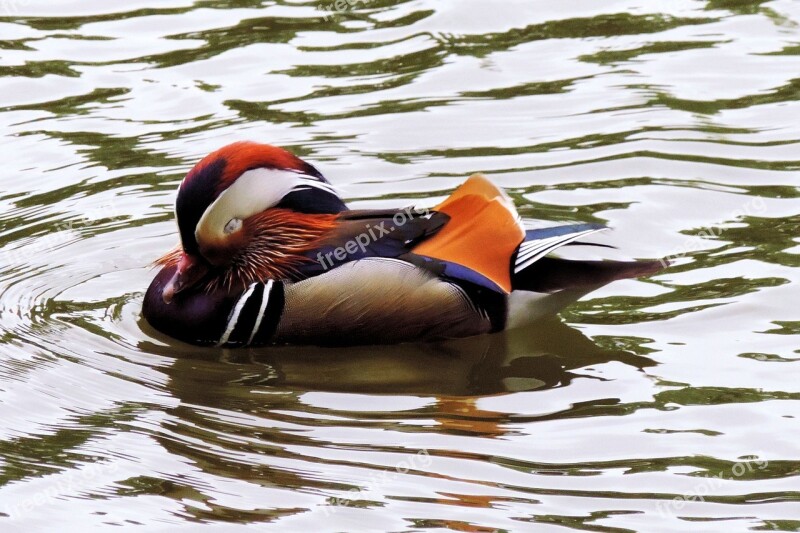 Mandarin Ducks Duck Water Colorful Water Bird