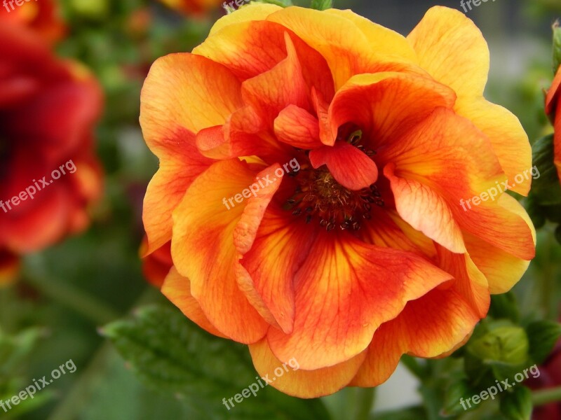 Blossom Bloom Flower Summer Flower Orange