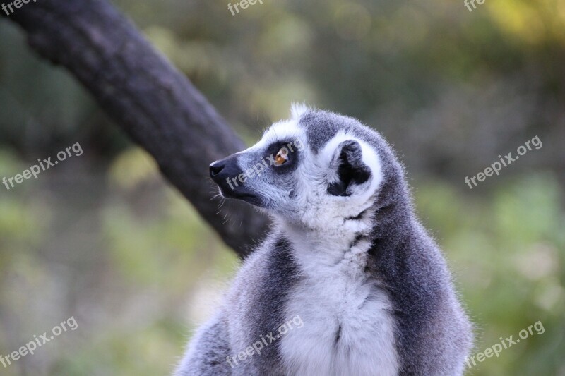 Lemur Animal Madagascar Wild Free Photos