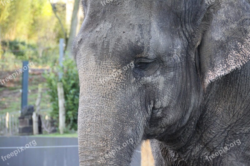 Elephant Elephant Head Animals Free Photos